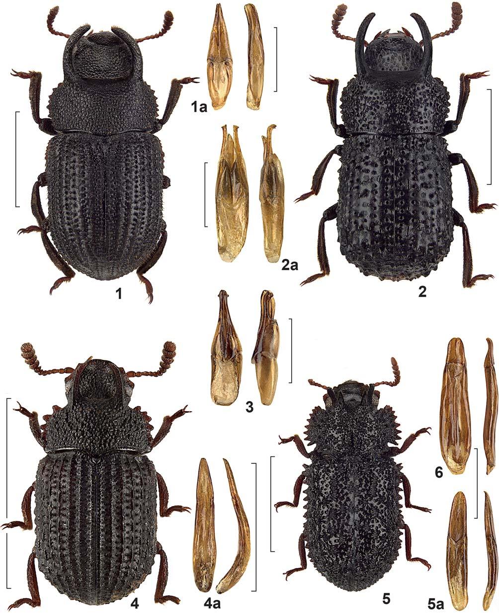 GRIMM, NEW AND LITTLE KNOWN TENEBRIONIDAE FROM BORNEO (4) 189 Figs. 1 6. Tenebrionidae spp.