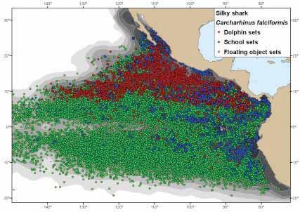 Shark and rays 141 oceanic whitetip shark captures are also from floating object sets (Tables 19 22 and 27 30; Amandè et al., 2008a, 2010b).