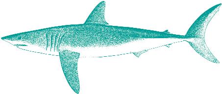 But three activities recreational (sport) fishing, commercial fishing, and accidental catch are contributing to the decline of shark populations.