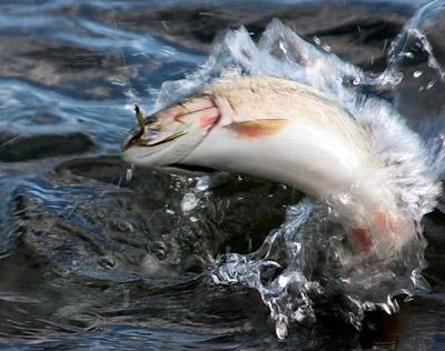 Angling (pesca à vara) Rapid darting movements coughing spitting head shaking fleeing belching gas from the swim bladder sinking lying on the bed of the river.