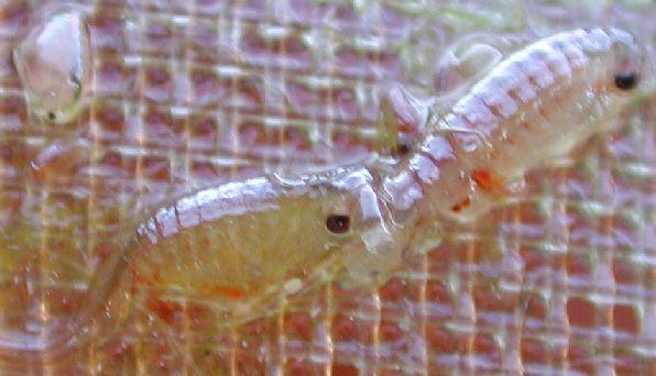 Biology of Fairy Shrimp Reproduction Males constantly in search of females Females use antennae ornamentation to determine a