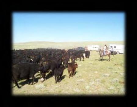 Breeding Cattle Moving and