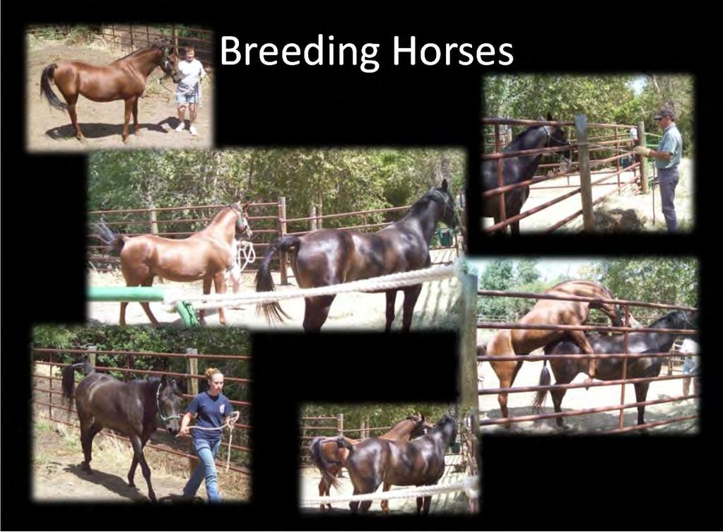 Stallion Breeding Horses Mare The mare must be walked afterward to ensure a successful