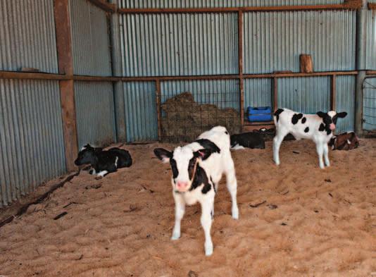 Don t pack calves in too tightly no more than 20 calves per pen, with a minimum of 1.5 square metres per calf, and no more than 100 calves per shed.