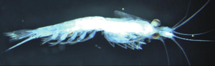 Fish quat Sci 17(3), 355-360, 2014 Fig. 1. Siriella izuensis Murano and Fukuoka, 2008; male, 7.5 mm. D Fig. 2. Siriella izuensis Murano and Fukuoka, 2008; male., nterior part of body;, ntenna;, D, Eighth thoracopod.