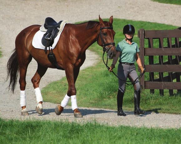 how horses work A B Ideally, you want the energy stepping through his back and to your hand before he has this restriction.) Your horse s walk should convey a quiet workmanlike attitude.