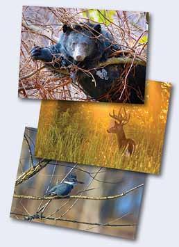 Photos of bear, deer, and belted kingfisher from 2016-17 calendar The photos will be reviewed for publication in the annual calendar edition of Tennessee Wildlife, which is the summer issue.