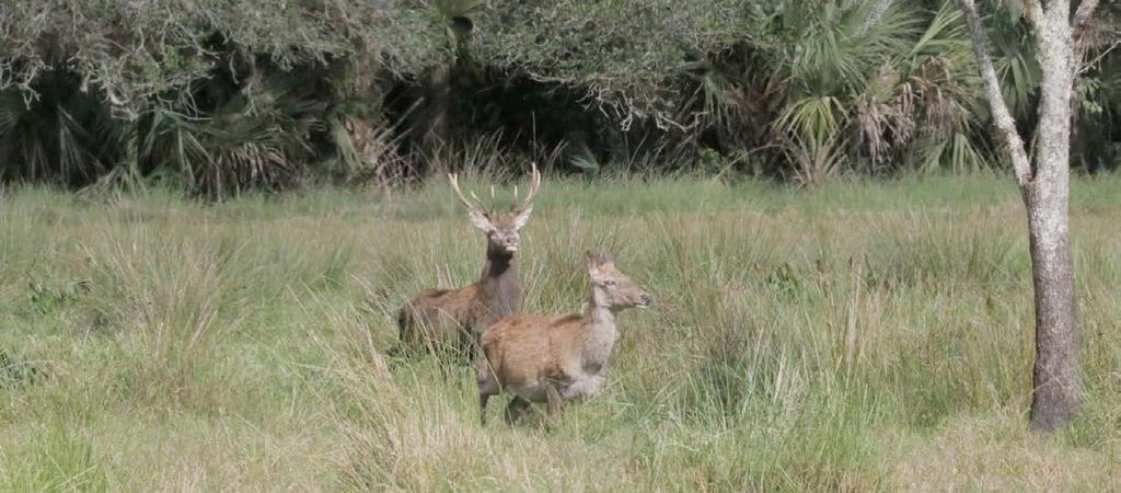 Smith Ranch North - Red Stag Sanctuary Okeechobee, Florida Saint Lucie & Okeechobee Counties Cattle Operations and Exotic Game Preserve Purchase Whole Ranch or North or South Parcels Individually!