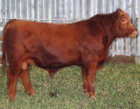 BRYLOR RANCH LONG YEARLING BULLS Fall Bull Sale 2015 10 RED BRYlOR DODGE 145B Male LMP 145B May 15 2014 #1802136 RED WHEEL DODGE CITY 3U RED WHEEL DODGE CITY 61Y (1626480) RED WHEEL PRIDE 29N RED