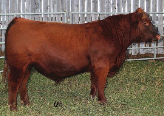Fall Bull Sale 2015 BRYLOR RANCH LONG YEARLING BULLS 11 RED BRYlOR DODGE 150B Male LMP 150B May 19 2014 #1802141 RED WHEEL DODGE CITY 3U RED NORTHLINE ATLANTIC CITY RED