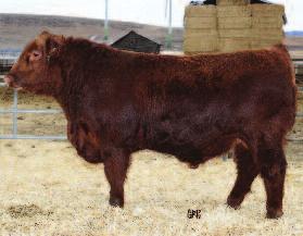 BRYLOR RANCH LONG YEARLING BULLS Fall Bull Sale 2015 12 RED BRYlOR BOULEVARD 159B Male LMP 159B May 23 2014 #1830658 RED COMPASS MULBERRY 449M RED BRYLOR JKC BOULEVARD 124X (1661451) RED DUS FAYETTE