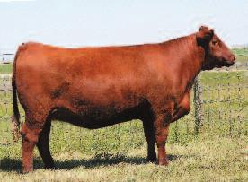 TKP BODACIOUS 693 OSF RED BRYLOR CHEROK 40X RED BRYLOR OLIVIA 3G this BUll has A lot to offer IN terms of profitability!