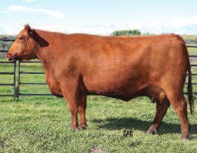 Lakme 70M produced Pasquale and Kodiak 204Y and countless other good herd bulls.