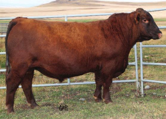 Fall Bull Sale 2015 BRYLOR RANCH LONG YEARLING BULLS 28 RED BRYlOR BOULEVARD 77B Male LMP 77B February 16 2014 #1788597 RED COMPASS MULBERRY 449M RED BRYLOR JKC BOULEVARD