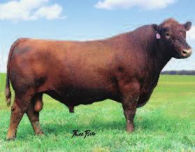 BRYLOR RANCH LONG YEARLING BULLS Fall Bull Sale 2015 29 RED MaRCER M WAVES 35B Male BLM 35B April 10 2014 #1782634 RED COMPASS MULBERRY 449M RED MARCER MULBERRY 96Y (1630288) RED DUS FAYETTE 8G RED