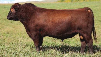 Reference Sires Fall Bull Sale 2015 Reference Sire A SKOR Selling 4 Sons A RED BRYlOR SKOR 221X Male (ET) LMP 221X January 07 2010 #1596367 MAF BW: 113 lbs Adj. 205D: 741 lbs. Adj 365D: 1466 lbs.