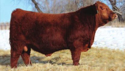 Fall Bull Sale 2015 Reference Sires Reference Sire C WHEELER Selling 7 Sons C RED WHEEl DODGE CITY 61Y ( WHEElER ) Male MFW 61Y February 21 2011 #1626480 BW: 104 lbs Adj. 205D: 872 lbs.