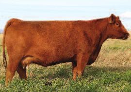 Fall Bull Sale 2015 BRYLOR RANCH LONG YEARLING BULLS 3 RED BRYlOR DODGE 124B Male LMP 124B April 28 2014 #1802125 RED WHEEL DODGE CITY 3U RED NORTHLINE ATLANTIC CITY RED WHEEL DODGE CITY 61Y