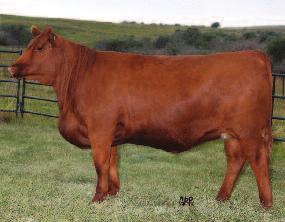 BRYLOR RANCH LONG YEARLING BULLS Fall Bull Sale 2015 4 RED BRYlOR BOULEVARD 127B Male LMP 127B May 06 2014 #1830656 RED COMPASS MULBERRY 449M RED BRYLOR JKC BOULEVARD 124X (1661451) RED DUS FAYETTE