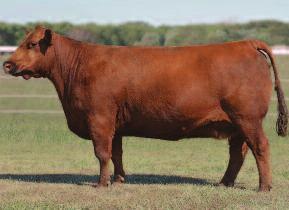 Fall Bull Sale 2015 BRYLOR RANCH LONG YEARLING BULLS 7 RED BRYlOR BOULEVARD 138B Male LMP 138B May 12 2014 #1830661 RED COMPASS MULBERRY 449M RED BRYLOR JKC BOULEVARD 124X (1661451) RED DUS FAYETTE