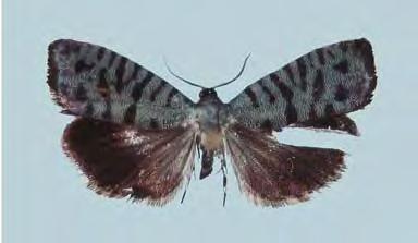 TIJDSCHRIFT VOOR ENTOMOLOGIE, VOLUME 147, 2004 17 18 Figs. 17-18. Habitus of Brachodidae, Phycodopteryx tigripes. 17,, paratype, alar exp. 25 mm (CAK); 18,, holotype, alar exp. 30 mm.