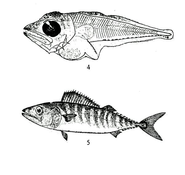 Fig. 4. - Sarda sp. 3.5 mm larva (Reproduced from Klawe, 1961).