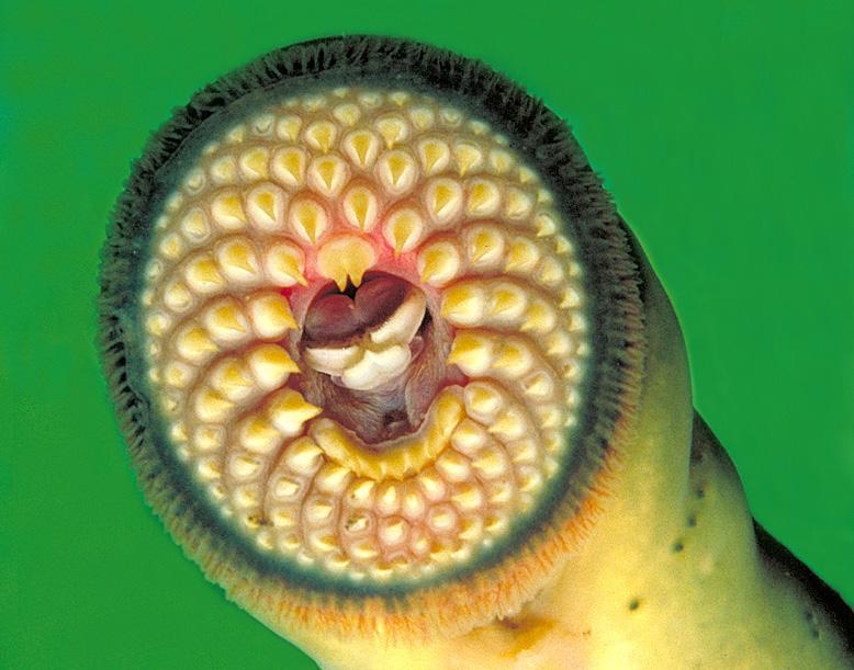 15 American Currents Vol. 40, No. 2 Figure 3. The non-parasitic Northern Brook Lamprey (left) and the parasitic Silver Lamprey.