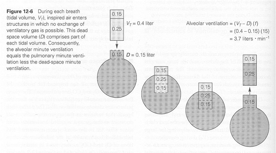 Pulmonary Ventilation Brooks, Fahey and Baldwin. Exercise Physiology. 2005.