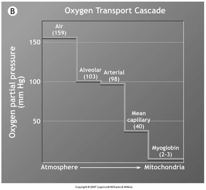 Transport of O 2 in the Blood