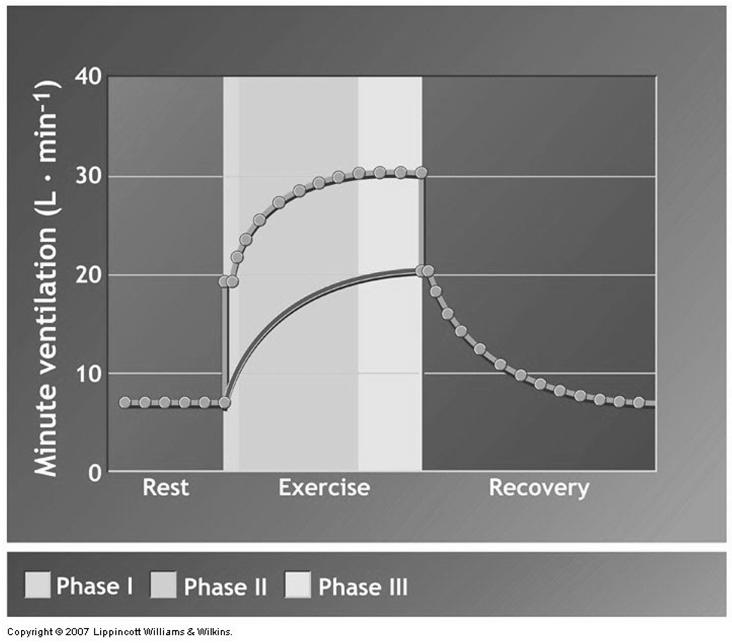 Regulation of Ventilation During Exercise Regulation of Ventilation During Exercise Summary: The Primary Stimulus for Exercise Hyperpnea Carbon dioxide flow to the lungs Strong correlation