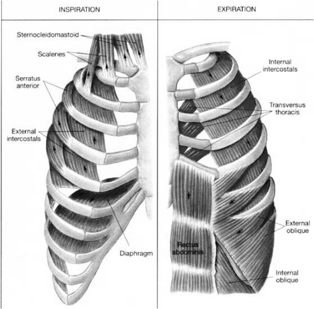 Mechanics of Ventilation Inspiration Diaphragm contracts and flattens Chest cavity elongates and enlarges and air expands in lungs Intrapulmonic pressure decreases Air is sucked in through nose and