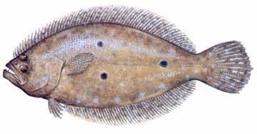 Paralichthys albigutta, or Summer Flounder - are found inshore on sandy or mud bottoms and are often found in tidal creeks. This image came from the FWC and Diane Peebles.