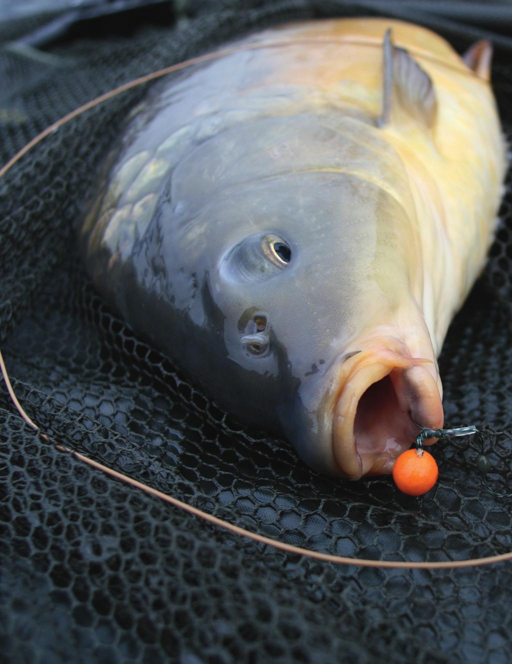 How To: Catch Carp in Clear Water Conditions /// Ellis