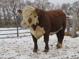 This guy will sire thick heavy weight cattle with super females. High growth with high milk. Herd bull type.