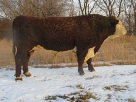 00 28 19 31 Came from Pelton Polled Herefords, Halliday.