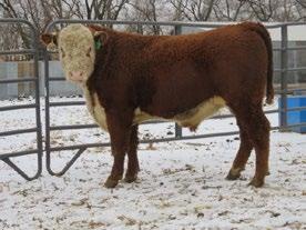 02 98 106 593 1450 41 25 21 33 This bull will produce great females and heavy calves. Red all over with google eyes, great length, dark color, and high milk EPD.
