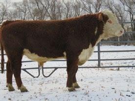M33 P68 /S LADY DOMINO 401P REMITALL NATION WIDE ET 93N BARBIE Q BEEF MR 9024 DRS MIDWAY LADY 180M 815-6 6 56 27 101-0.1 110-0.024 0.57-0.