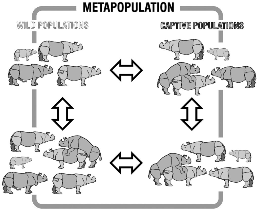 192 ELEPHANTS AND RHINOCEROS Fig. 5. Metapopulation management of regional captive populations and multiple wild populations of rhinoceros. Management Committees for the different species.