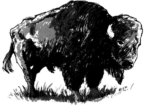 Reading Page At Home on the Range Bison once roamed the Great Plains in numbers so great the early explorers could not count them.