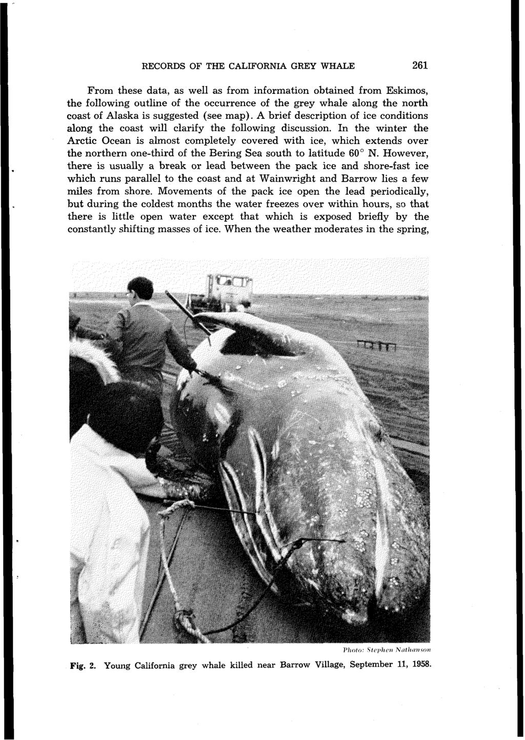 RECORDS THE CALIFORNIA OF GREY WHALE 261 From these data, as well as from information obtained from Eskimos, the following outline of the occurrence of the grey whale along the north coast of Alaska