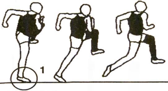 Landing leg is 'stiff'. Landing is on the ball of the foot. (1) Body should not lean backwards on landing. Trail leg stays tucked until touchdown then it pulls quickly and actively forwards.