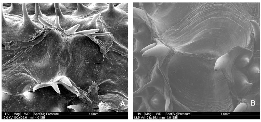 FIGURE 1. Micrographs of lateral-line neuromast complex of Chaunax species. A. Chaunax penicillatus, ASIZP 58059. B. Chaunax russatus sp. nov., BSKU 44629.