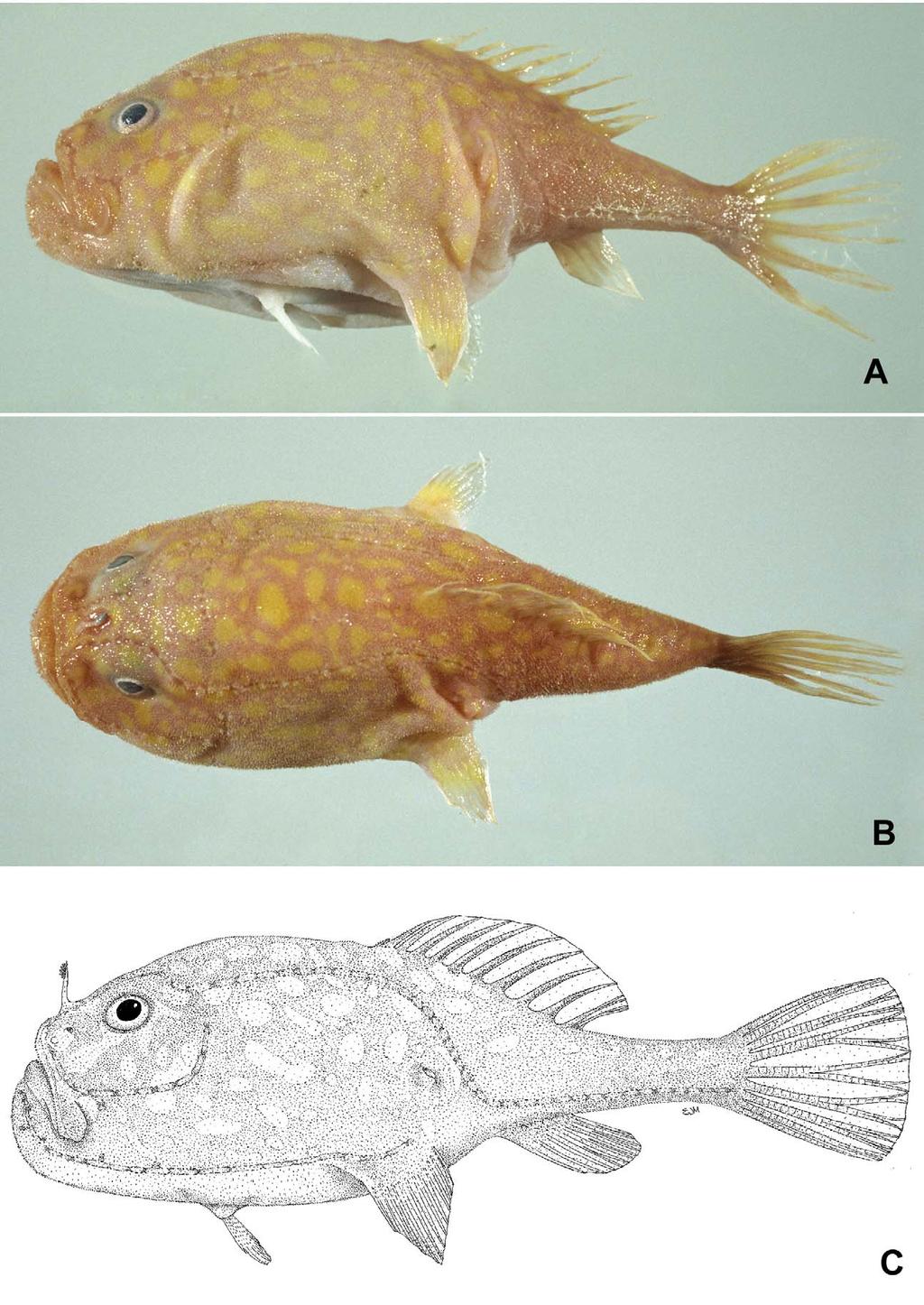 FIGURE 3. Chaunax flavomaculatus sp. nov., NMNZ P.032620, holotype, 105 mm SL. A. Lateral view. B. Dorsal view.