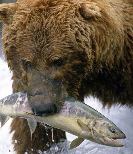 Wildlife Watching Salmon runs also play a critical role in wildlife watching in Alaska, an activity with even greater rates of participation than recreational fishing and hunting combined.