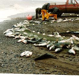 Commercial Some 844 commercial permit holders reported a catch in the Upper Cook Inlet management area in 2006. One out of five (22%) commercial permit holders in Cook Inlet are nonresidents.