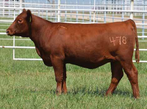 These calves are sired by the very popular The Right Kind U199 sire from Buffalo Creek Red Angus.