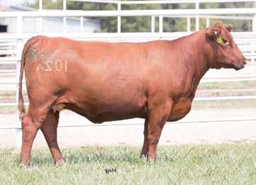 The Fall Bred Heifers We hope you will find these fall bred heifers of interest. They will be heavy bred or pairs by sale day.
