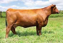 Here is a chance to get a Cowboy Cut daughter out of our Uniqua 8116U Nickie donor cow. Nickie is a powerful cow and her progeny have always been well received.