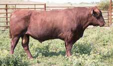 NS 118A Fall Bred Heifers 43 COMMERCIAL 359A Calved: 2014 Commercial Angus This black commercial heifer is out of an Angus cow and a Shorthorn bull. She was born 9-8-15.