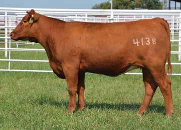 110 111 EAR REAL DEAL 4138 Calved: 3/30/14 Reg: 1685351 Tattoo: 4138 Category: 2-100% AEE SENSATIONAL 344 AEE SENSATIONAL 6114 AEE ROBINS GALENA 3118 90 104 EAR SENSATION 0140 BASIN EXT 1925 3SCC